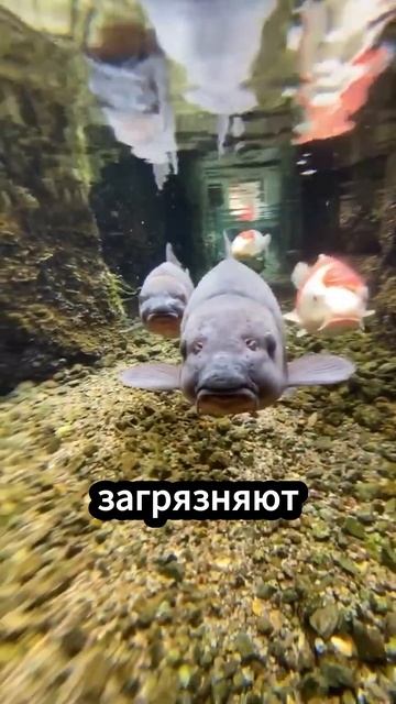 Рыбы, Которые Держат Японские Канализации Чистыми!