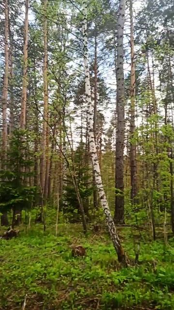 Песня Кукушки Изба Девственная тайга #дмитрийяков #ку?