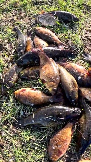 Охота и Рыбалка в Омске. #рыбалка #шортс#fishing#2024#карп#то?