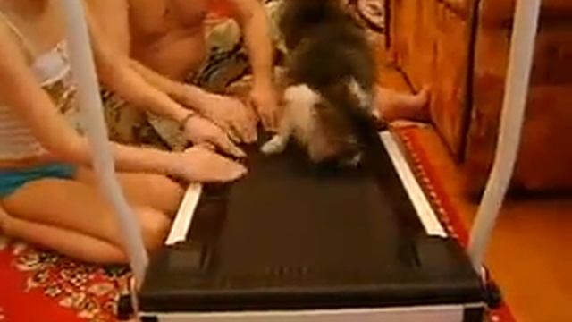 Кот на беговой дорожке