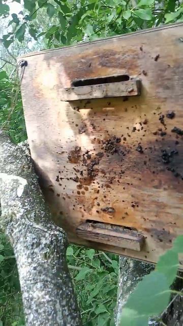 где можно ставить ловушки для пчел