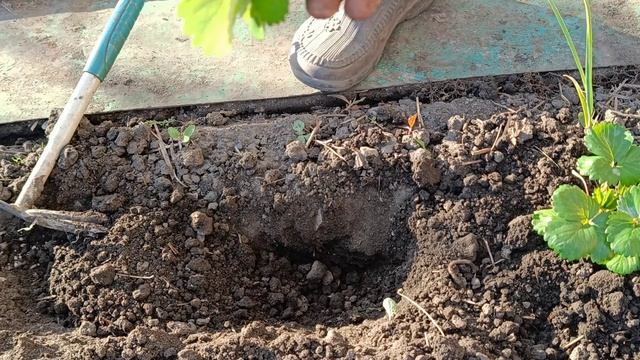 Клубника из  семян .Высаживаю в грунт