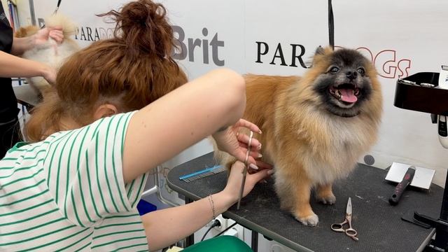 Курсы груминга Paradogs шпиц