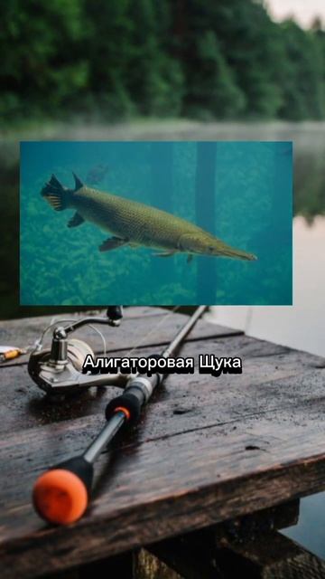 Виды щук часть 2 , все щуки взяты с комментариев 👇 #fishing
