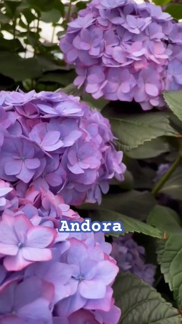 ANDORA#hydrangea #macrophylla #гортензия #шортс #hortensia #flower #shorts #garden #?
