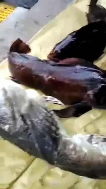 Водные чудеса Курильских островов 😶 (Россия, Сахалин,