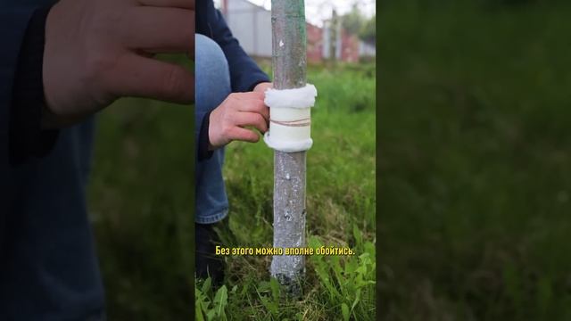 Муравьи на деревьях? Забудьте! Простая ловушка избавит от муравьев и они не разнесут тлю по саду!