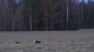 ОХОТА НА ТЕТЕРЕВА НА ТОКУ. / 2025год