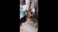 Собака. Кот. Том и Кос.