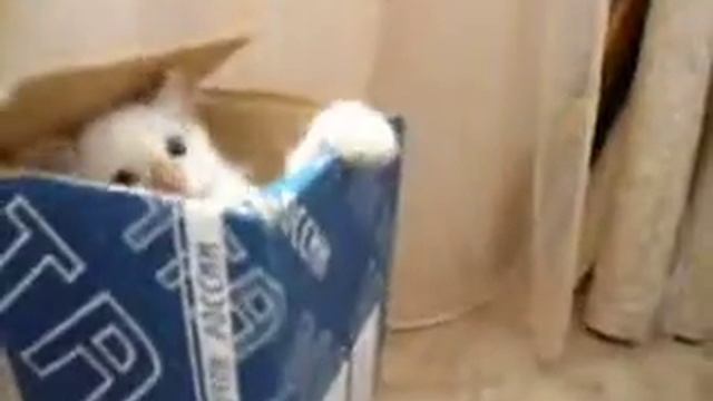 Прикол. Посылка прибыла, но не хочет вылазить. ))))