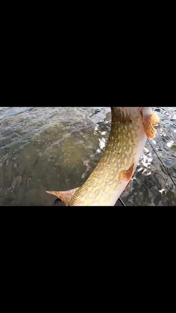 Подсак едва выдержал такую большую Щуку #рыбалка #fishing