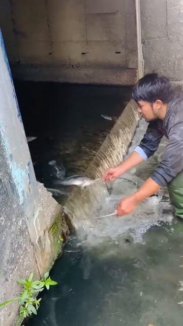 How to Catch Fish Under a Bridge #shorts