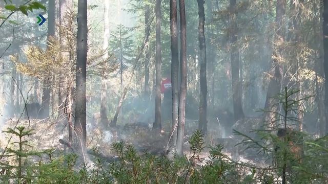 В Коми потушили первый в этом сезоне лесной пожар