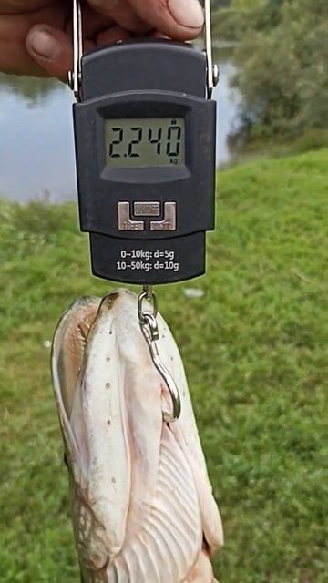 Сегодняшний улов на Десне #fishing #троллинг #рыбалка #рыб?