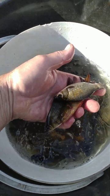 РЫБАЛКА на ПОПЛАВОЧНУЮ УДОЧКУ 🌀🎣 природа 🌲 отдых ?