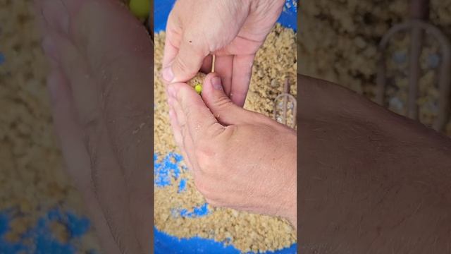 Поводки с иголкой, рыбалка на флэт фидер #fishing #рыбалка