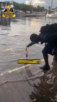 Он хотел поймать акулу....