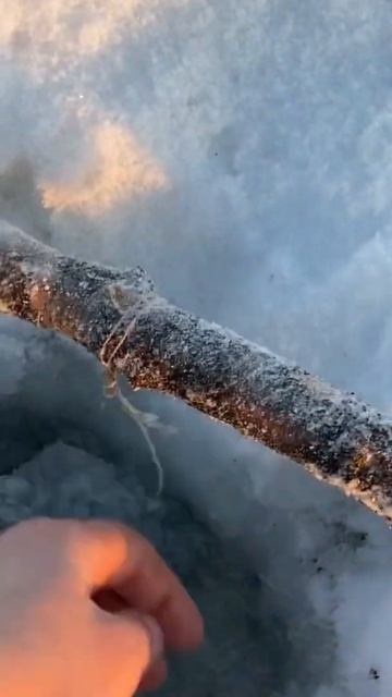 Дедовская снасть сработала, большая щука поймана!