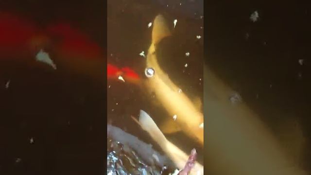 Мини бассейн с золотыми рыбками