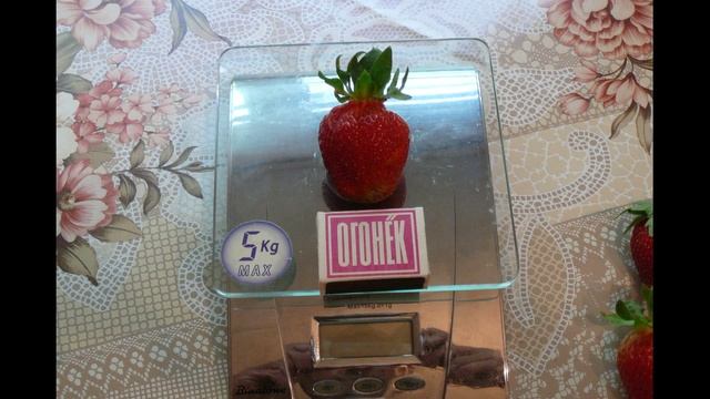 Клубника гигант