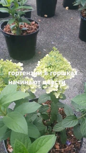 18.05.2024.Гортензии набирают бутоны#метельчатаягортензи?