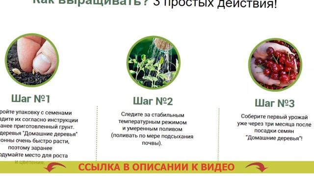 ВЫРАСТИТЬ ЛИМОН В ДОМАШНИХ УСЛОВИЯХ ИЗ КОСТОЧКИ 💯