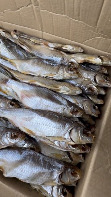 Вяленая вобла 🎣 #астрахань #астраханскаярыбалка #вял?