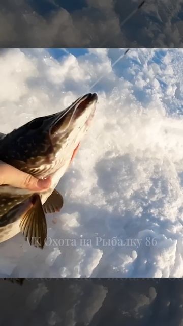 Щука в глухозимье #рыбалка #окунь #fishing #сибирь #щука #ры