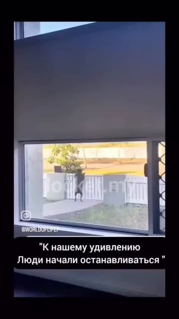 Ласковый Пёс