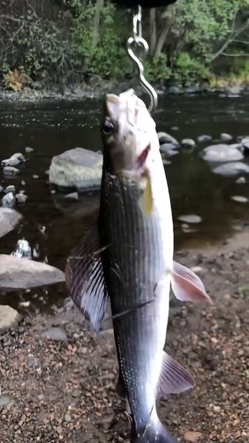 Река Лососинка Хариус #рыбалка #fishing #мормышинг