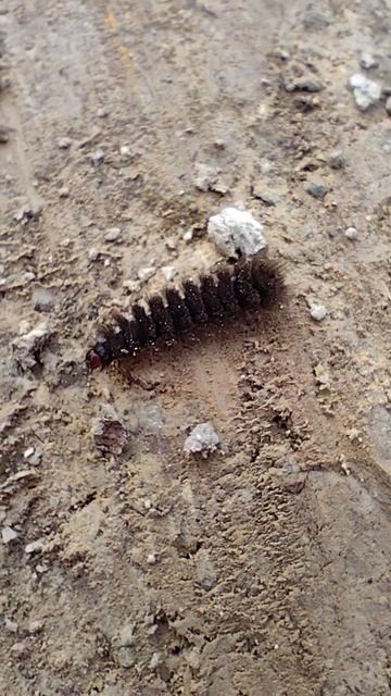 гусеница ползет через дорогу #краснодарскийкрай #nature #насекомые