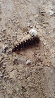 гусеница ползет через дорогу #краснодарскийкрай #nature #насекомые