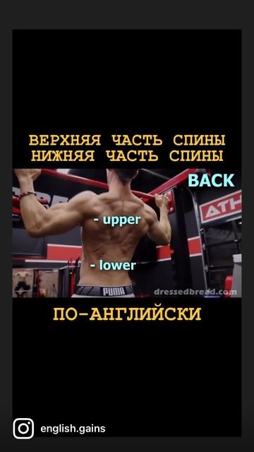 ВЕРХНЯЯ и НИЖНЯЯ ЧАСТИ СПИНЫ. Перевод на английский