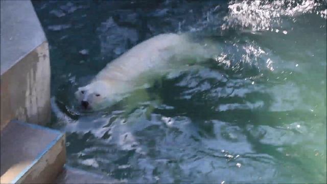 Никто не заметил как Кай оказался в воде 12.05.2025