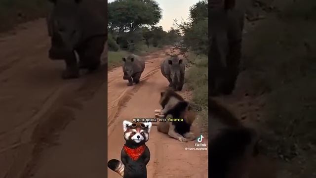 Носорог 16 ч.56 #смех #animals #ржакадосліз #funny #крінж #відеодня