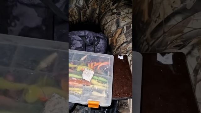 Судак на спиннинг #врек #врекомендации #fish #fishing #fishingvideo