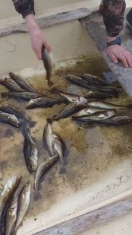 На так уж и много, но всё таки 🐟 есть #деревня #север #м