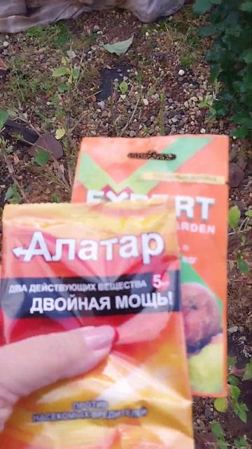 Обработка крупнолистной гортензии перед укрытием