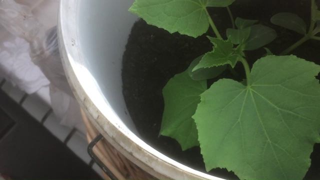 Вышиваю птиц. Коврик из джута. Огурцы на подоконнике.