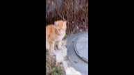 Кот. Фокс
