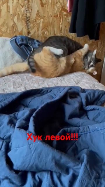 Котик Алмаз профессинальный борец