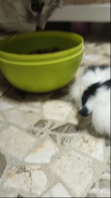 ДВА КОТА🐈