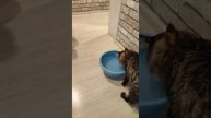 Кошки и карась #рекомендации #котики #рыбалка #юмор