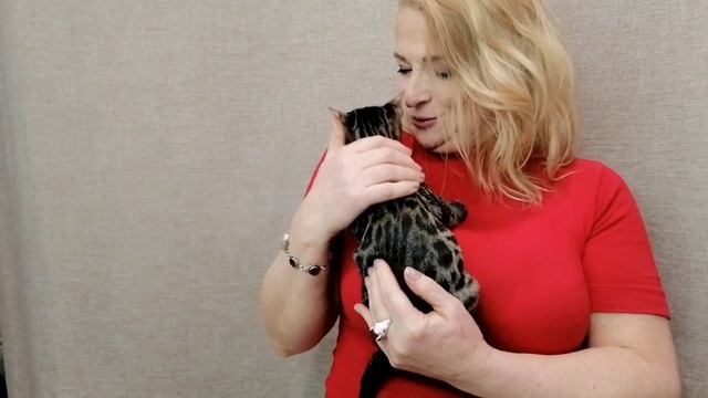 Глория Алис-Бриллиант 3,5 мес