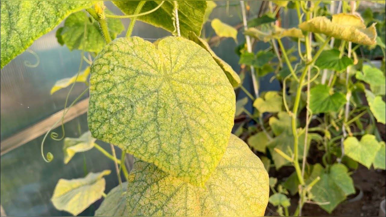 🍃🥒🍅 ОПРЫСКИВАЮ ЭТИМ ОГУРЦЫ И ПОМИДОРЫ — И ЖЕЛТИЗНА СРАЗУ УХОДИТ! 🍅🥒🍃