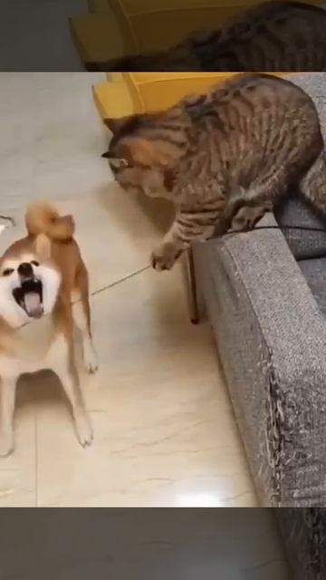 Котик показал своё превосходство 😅