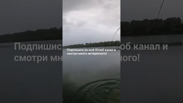 Шикарная РЫБАЛКА на Рейне, ловля хищника! #fishing #рыбалк?