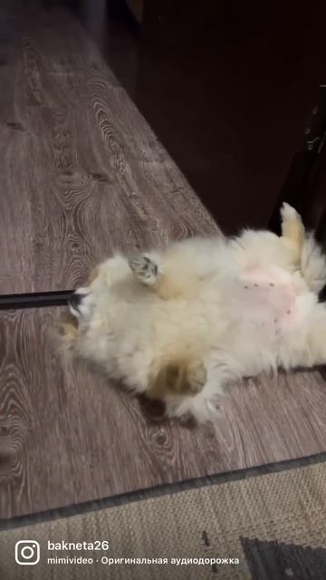 Роффи нарасслабоне .#смешно #шпиц