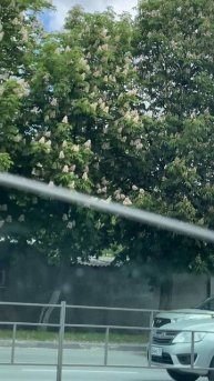 Каштан цветет