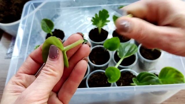 Как укоренить лист фиалки сразу в грунте! Размножение фиалок с листика.
